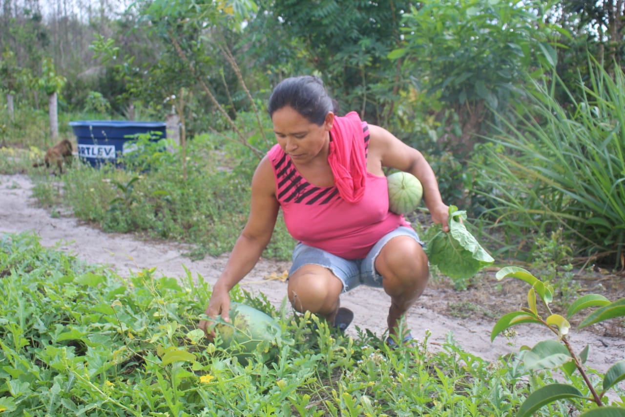 Entidades Divulgam Importância Da Agroecologia - Agência Tambor