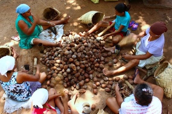 Racismo no Maranhão! Quebradeiras de coco estão impedidas de trabalhar