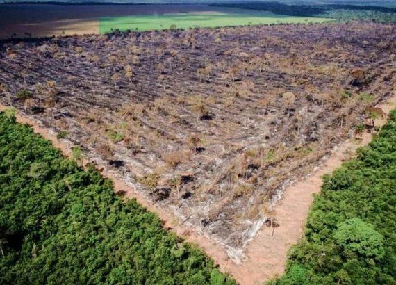 Maranhão está entre os quatro estados com maior desmatamento