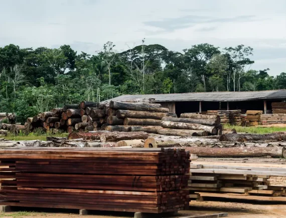Últimos quatro anos! Aumenta o desmatamento no Maranhão