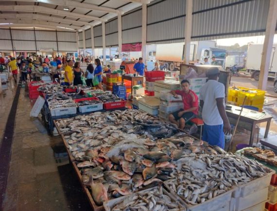 Poluição! Estudo indica que peixes vendidos no Mercado do Peixe estão contaminados