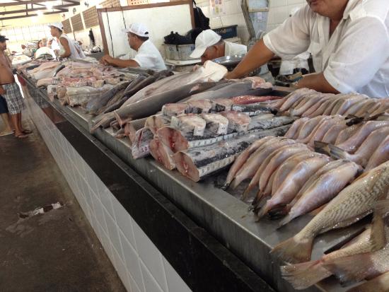 Reage São Luís!  Peixe Serra, Tainha e Pescadinha Boca Mole contaminados com mercúrio