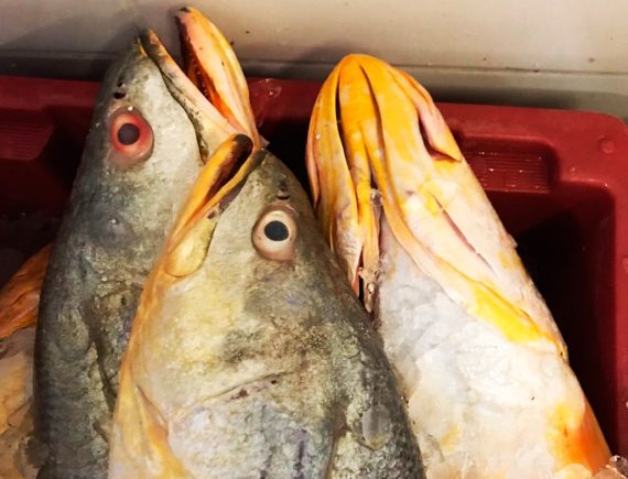 Poluição! Peixes comercializados em São Luís representam riscos à saúde humana