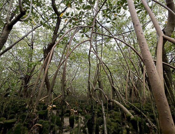 Proteção! Projeto federal busca salvar manguezais