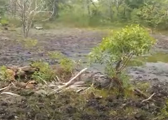 Barreirinhas ameaçada pelo agronegócio