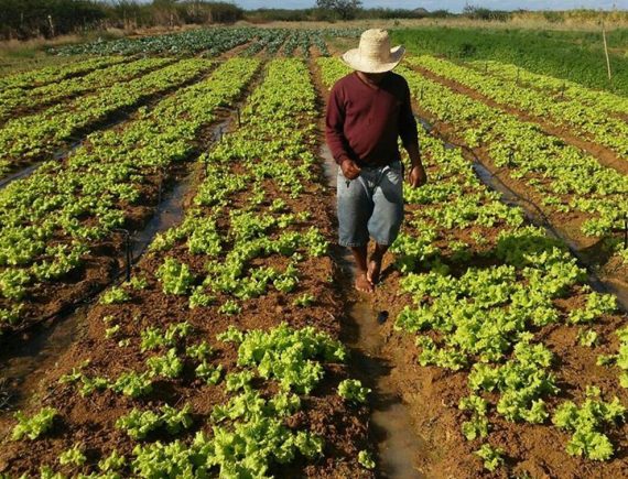 São Benedito do Rio Preto! Liderança quilombola quer investimento da prefeitura na agricultura familiar