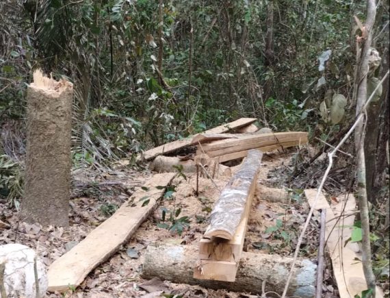 Apelo dramático em São Benedito do Rio Preto! Quilombo Cancela denuncia desmatamento na sua região