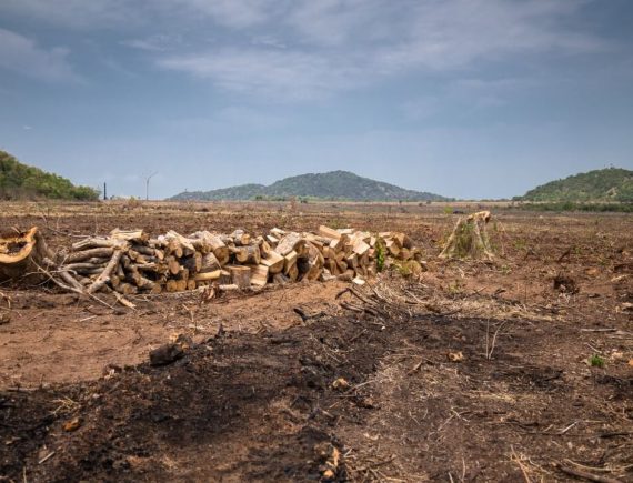 Desmatamento absurdo! Mais de cem organizações denunciam destruição do cerrado maranhense