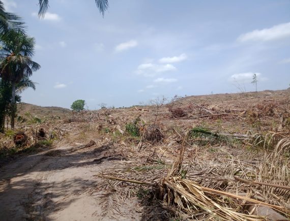 Quem vai impedir o desmatamento em São Benedito do Rio Preto?