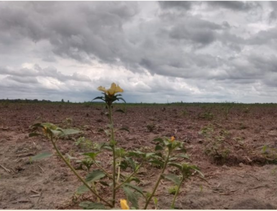 Dados do Maranhão são destaque negativo: cresce violência no campo