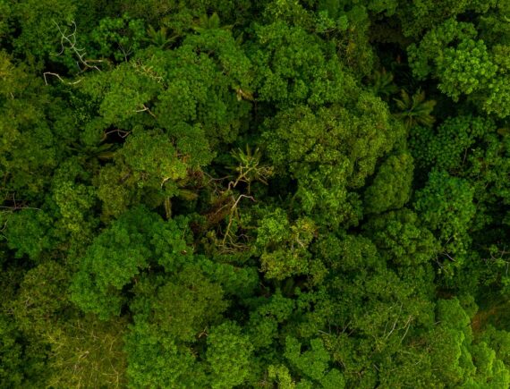 Indigenistas questionam mercado de carbono: não é a salvação das florestas
