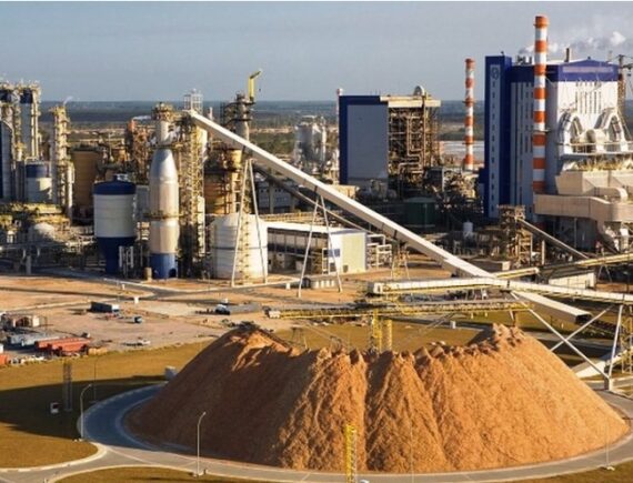 Suzano: gigante do setor de celulose ameaça sobrevivência de camponeses no Maranhão