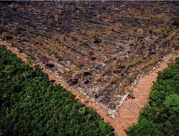 COP30: agronegócio no Maranhão tem impacto enorme no aquecimento global