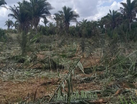 Quilombo Onça segue sob ameaça enquanto espera pela titulação