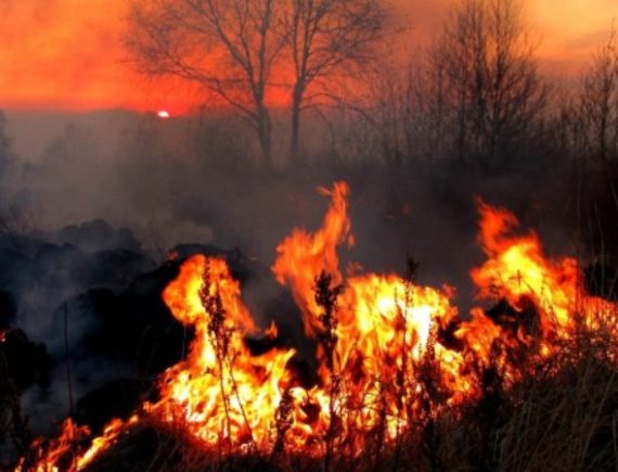 Incêndios criminosos: territórios e comunidades têm apoio para prevenir e reparar danos