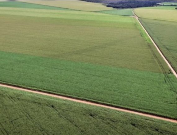 Tribunal dos povos em São Luís vai expor denúncias de ecogenocídio no Cerrado maranhense