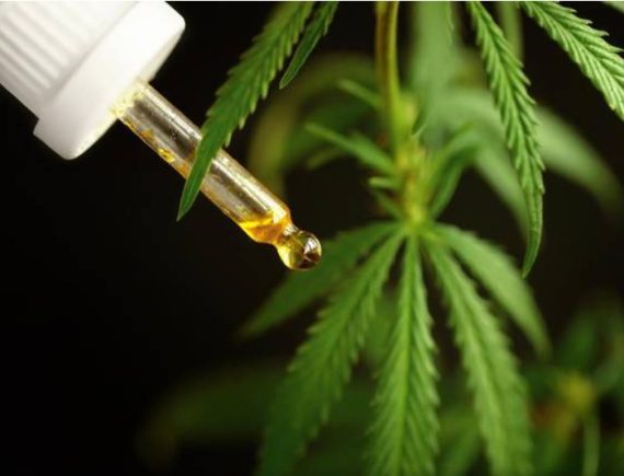 Maranhão acompanha avanço da regulação da cannabis