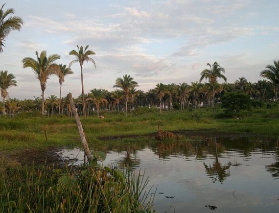 Área de preservação às margens do rio Ipixixuna-Açu está sob ameaça em Bom Lugar